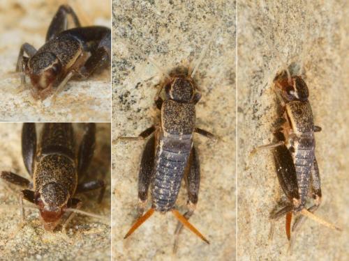 Mogoplistes brunneus